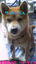 bL[2.gif